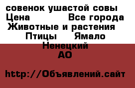 совенок ушастой совы › Цена ­ 5 000 - Все города Животные и растения » Птицы   . Ямало-Ненецкий АО